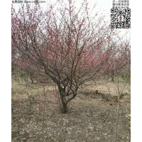 供應地徑5-7公分紅梅，數(shù)量7000棵左右