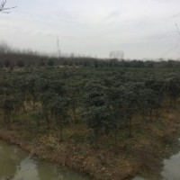 長期供應紫薇、單桿石楠、垂柳、無患子、欒樹、烏桕、小桂花
