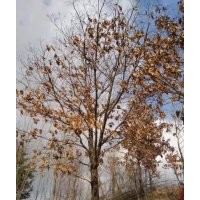 供應(yīng)蒙古櫟、沈陽(yáng)柏樹、金葉復(fù)葉槭等東北苗木