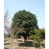 供應(yīng)桂花、八月桂花，四季桂花