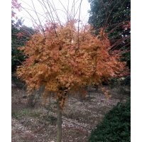 供應(yīng)槭楓、龜甲冬青