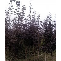 博野縣豐林苗圃場(chǎng)大量出售北美紅楓
