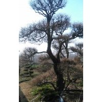 供應(yīng)無(wú)骨造型樹胸徑30公分