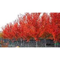 美國紅楓