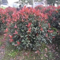成都紅葉石楠基地廠家直銷紅葉石楠歡迎到崇德園林實地考察