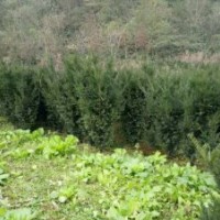 紅豆杉，博鑫曼地亞紅豆杉專業(yè)合作社