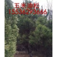 山西地區(qū)專業(yè)出售5米油松，5米油松價格