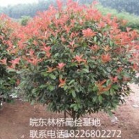 紅葉石楠
