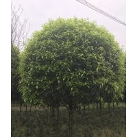 成都精品桂花