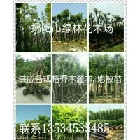 揭陽市綠林花木場長期供應(yīng)喬灌木、3/5/7斤袋地被苗