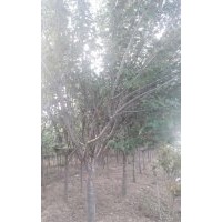大量出售櫻花、玉蘭、北海道黃楊、紅葉李等