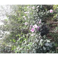 大量出售木槿3-4公分，電話15966192988質(zhì)量一級