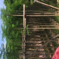 鳳凰木5-40公分