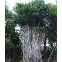小葉榕
