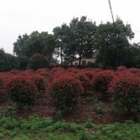 紅葉石楠價格—綠化苗木紅葉石楠價格
