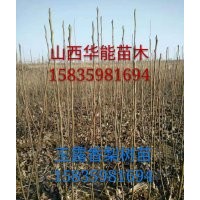 山西玉露香梨樹苗種植基地玉露香梨樹苗產(chǎn)地直銷嫁接玉露香梨樹苗