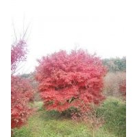 紅楓