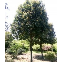 供應(yīng)12一25四季桂，茶花，紅楓，羽毛楓，八月桂等