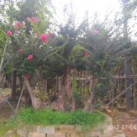 細(xì)葉紫薇