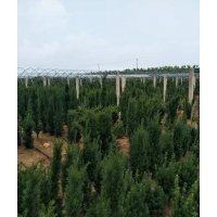 紅豆杉1-1.2-1.3米