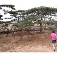 低價出售各種規(guī)格造型松，景觀松，造型油松，造型黑松