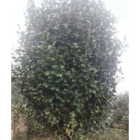 江西省茶花色塊地載容器苗價格，南昌茶花球規(guī)模；茶花柱哪里有賣
