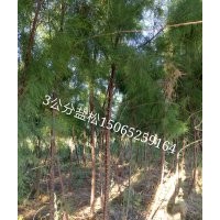 大量供應3公分鹽松
