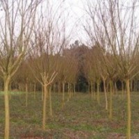 提供5公分紫薇價格 浙江紫薇基地