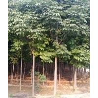 綠化苗木低價(jià)供應(yīng)