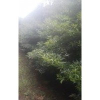 楨楠直銷