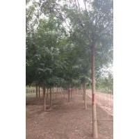 5公分老式國槐裸根定桿國槐
