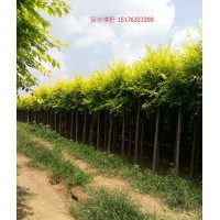 河北金葉榆樹苗基地，保定金葉榆球價格，地接、高接、矮接金葉榆
