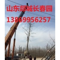 低價(jià)出售15公分銀杏樹
