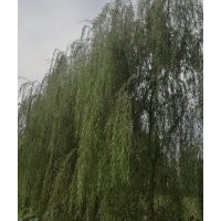 大量供應青垂，金絲垂柳米徑10到15公分
