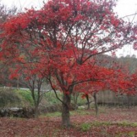 浙江紅楓基地，新昌紅楓基地直銷