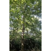供應(yīng)楓香15公分
