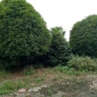 供應(yīng)桂花