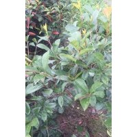 紅葉石楠、高桿紅葉石楠，紅葉石楠球