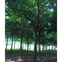 大量出售鵝腎木、鵝山木（廣東）、和順木