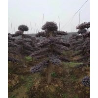 出售造型紅繼木樁，造型女貞，造型榆樹(shù)，造型羅漢松，造型杜英等