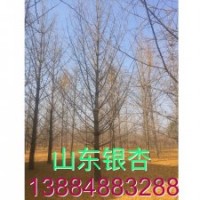 30公分銀杏樹