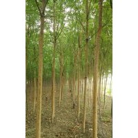 河北國(guó)槐 保定國(guó)槐 定興縣國(guó)槐5-10公分