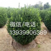 長期供應各種規(guī)格的大葉黃楊球等綠化苗木