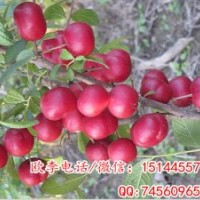 歐李苗 歐李樹苗 歐李鈣果苗 鈣果樹苗 科技苑沙地銀行