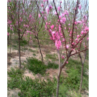 菊花碧桃