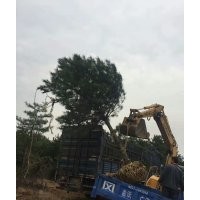 供應(yīng)油松，占地油松，占地油松2.5米-3米