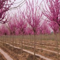 最新紫荊基地報價單桿紫荊、叢生紫荊