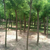 洋槐樹(shù)