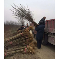 桑樹