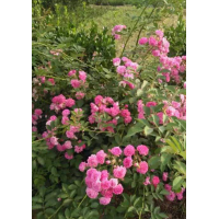 粉團(tuán)薔薇